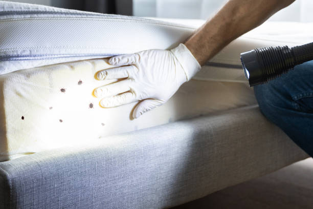 Best Emergency Pest Control  in Cleora, OK
